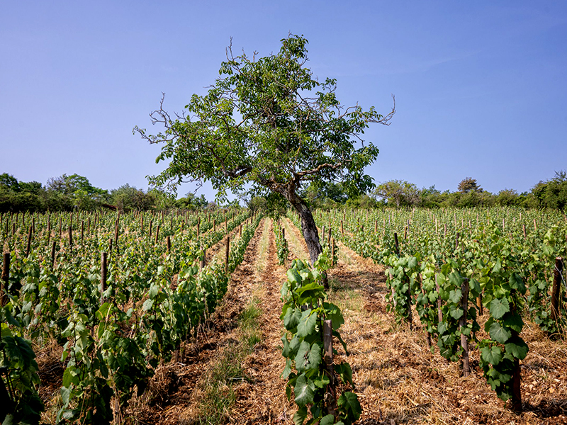 Domaine Boris Champy vigneti Etica Destribuzione