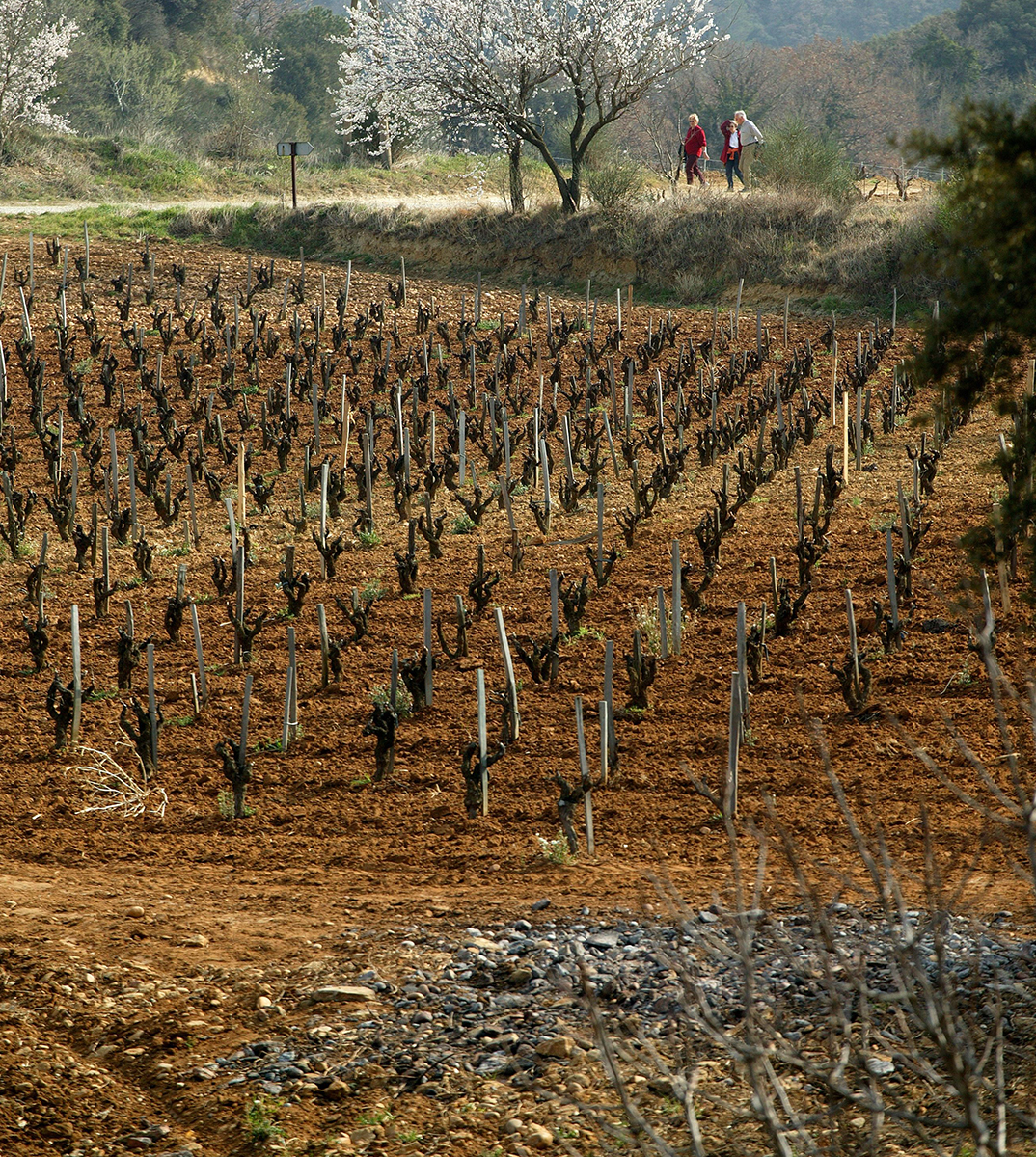 CHÂTEAU RAYAS-la vignia-etica distribuzione