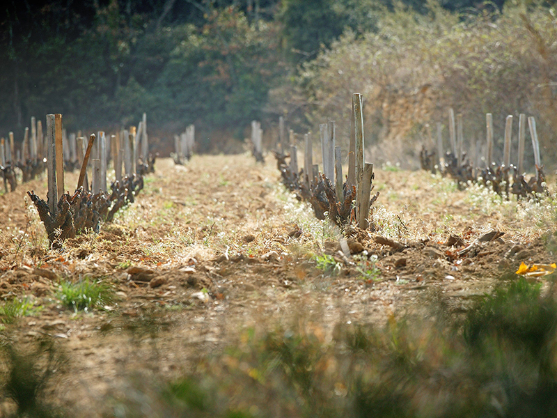 CHÂTEAU RAYAS-vini naturali-etica distribuzione 2
