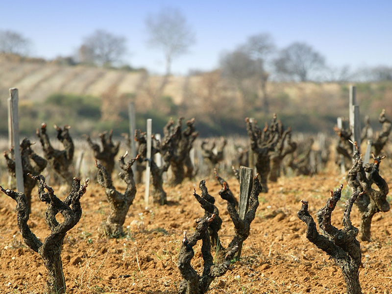 CHÂTEAU RAYAS-vini naturali-etica distribuzione 3