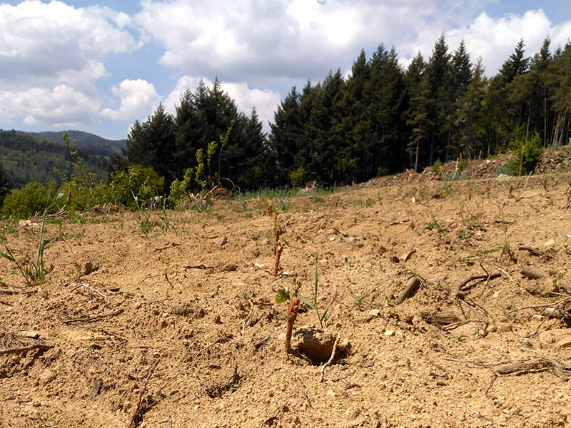 Mathias Barralon-la terra-Etica Distribuzione