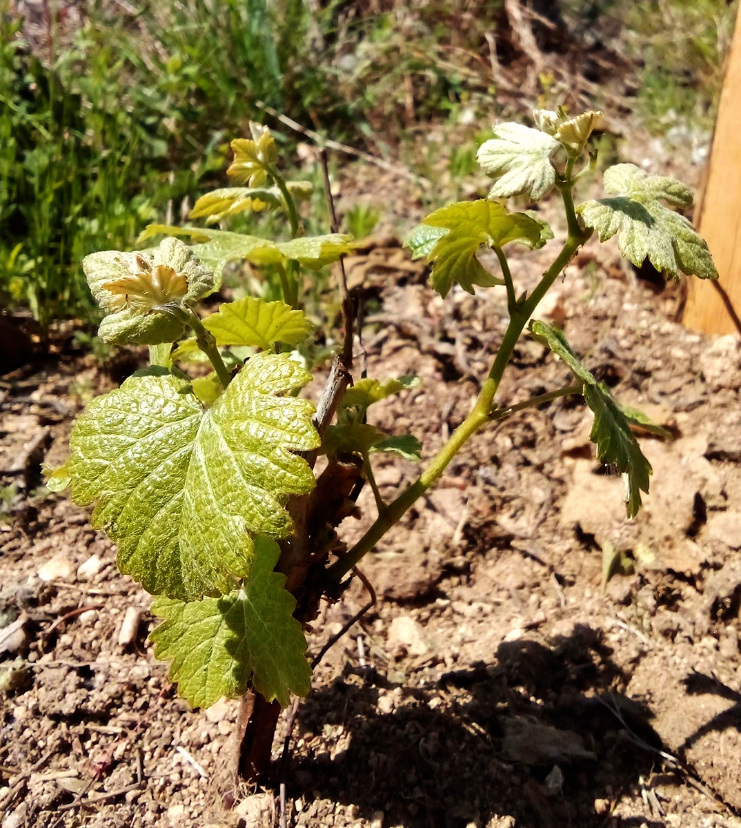 Mathias Barralon-la vignia-Etica Distribuzione