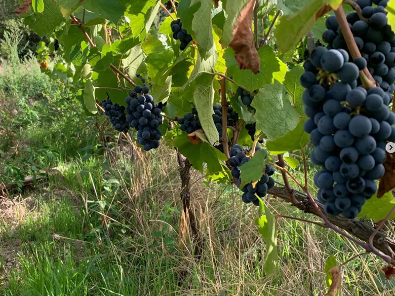 Mathias Barralon-uva-Etica Distribuzione