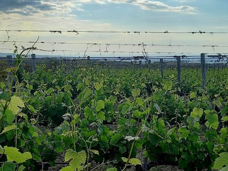 4 Gatos-vigna-Etica Distribuzione