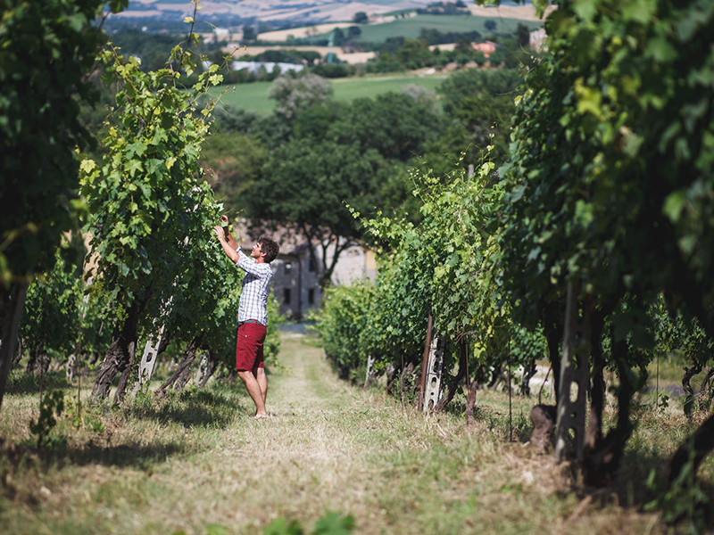 colle jano-photo vigna-etica distribuzione