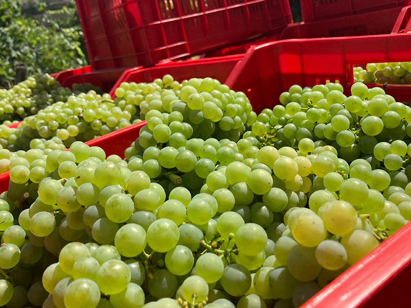 collo jano-uva-etica distribuzione